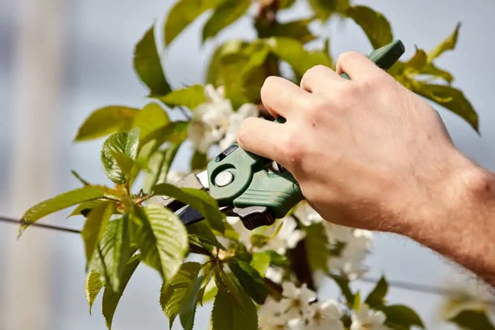 A person uses green pruning shears to trim branches on a plant with green leaves and white flowers, set against a blurred background, showcasing the precision of Tree Services Berks County PA.
