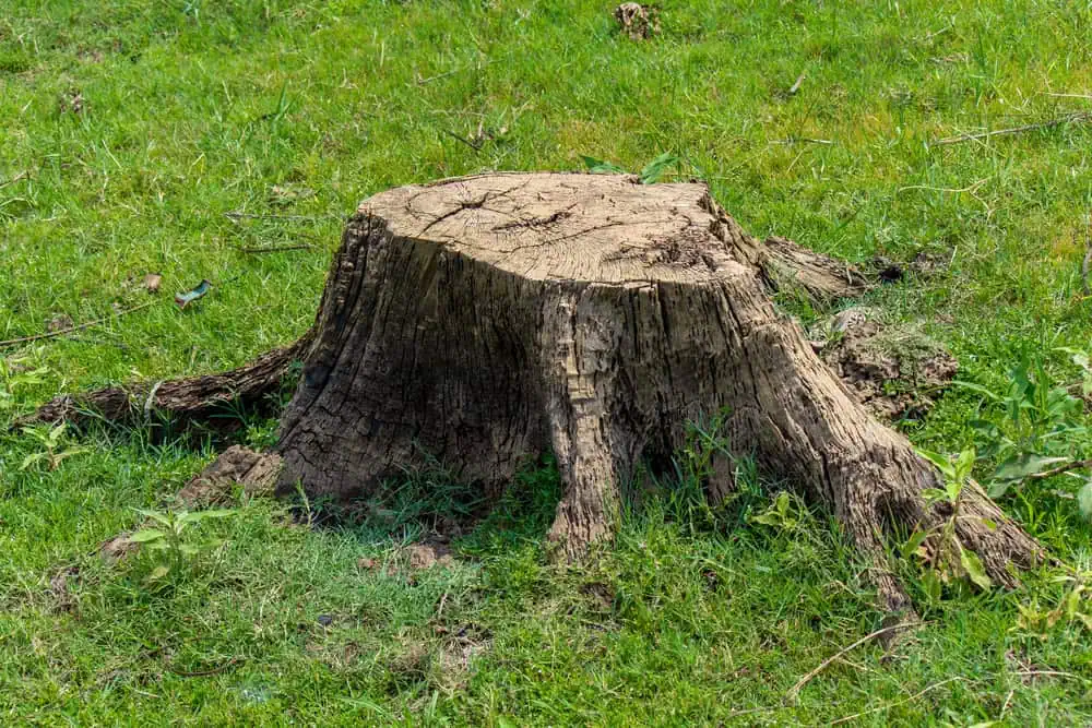 A large tree stump sits on a grassy field, surrounded by lush green grass and small plants. The wood's texture is rough and weathered, hinting at the expert tree removal done by a Tree Company in Berks County PA. Bright sunlight illuminates the serene scene.