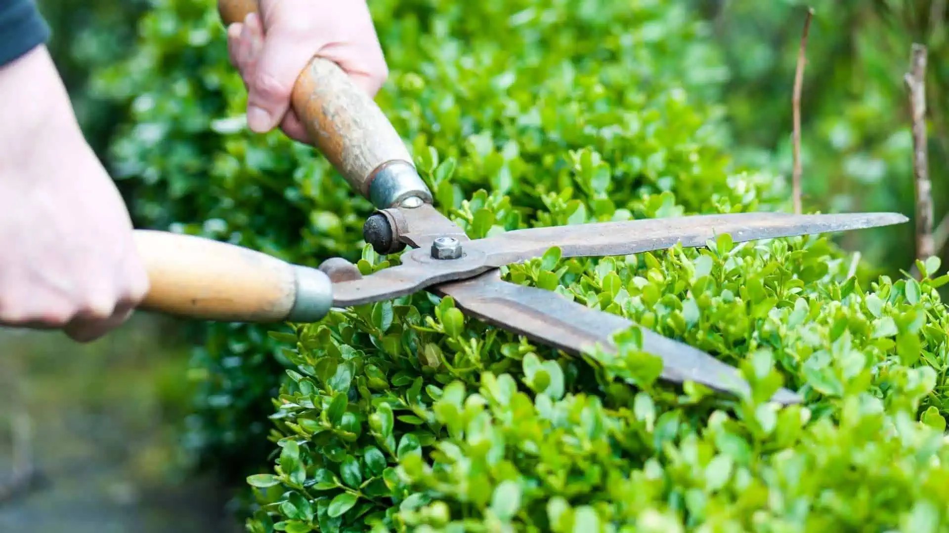 Close-up of hands using wooden-handled garden shears to trim a green hedge, showcasing active gardening in progress. Reach for expertise with Tree Care Berks County PA to ensure your hedges and trees stay beautifully maintained.
