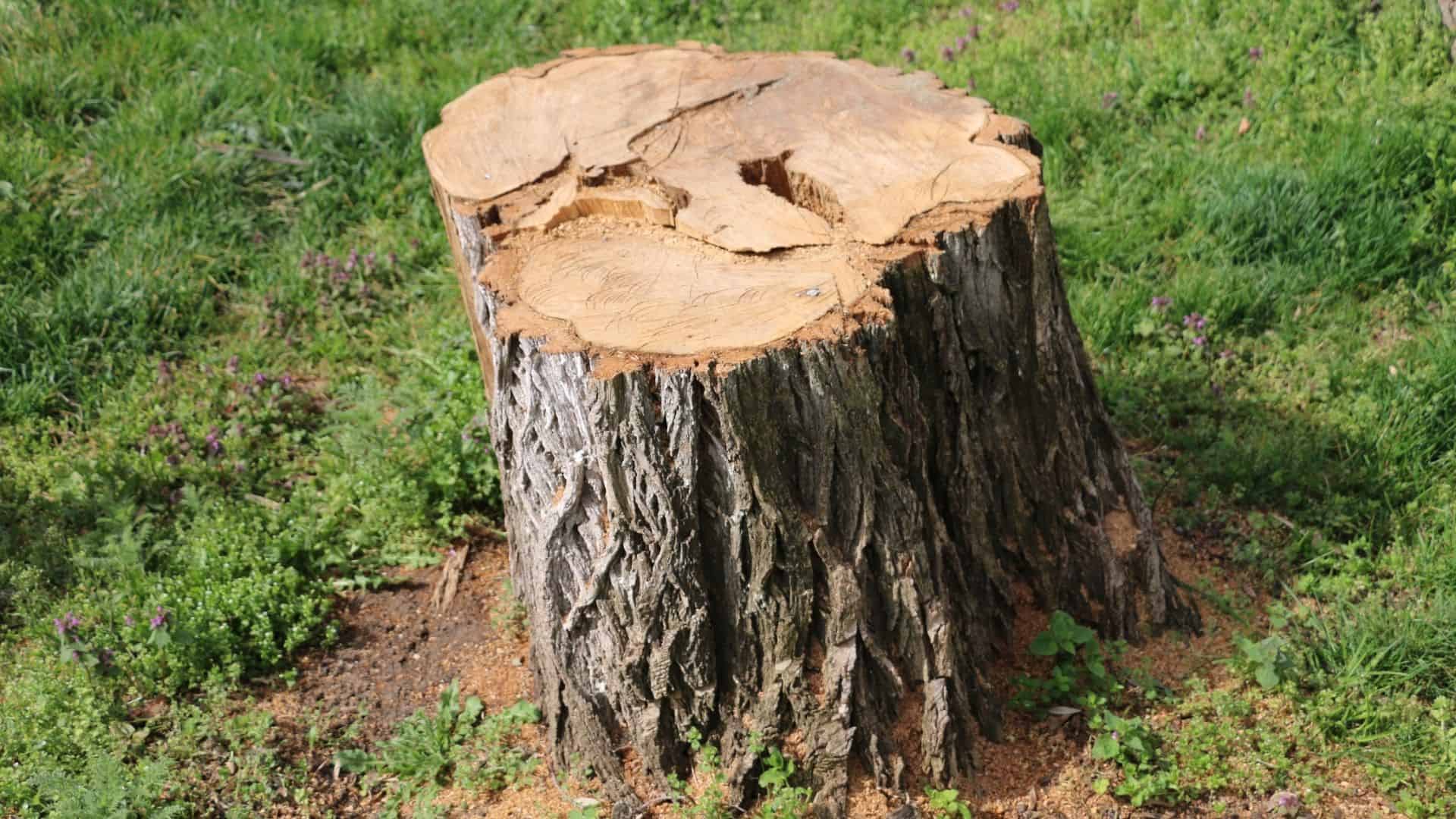 A large tree stump with rough bark and a smooth, cut surface sits on a patch of green grass. Some small plants and purple flowers surround the stump, indicating it was recently cut down by a Tree Company in Berks County PA.