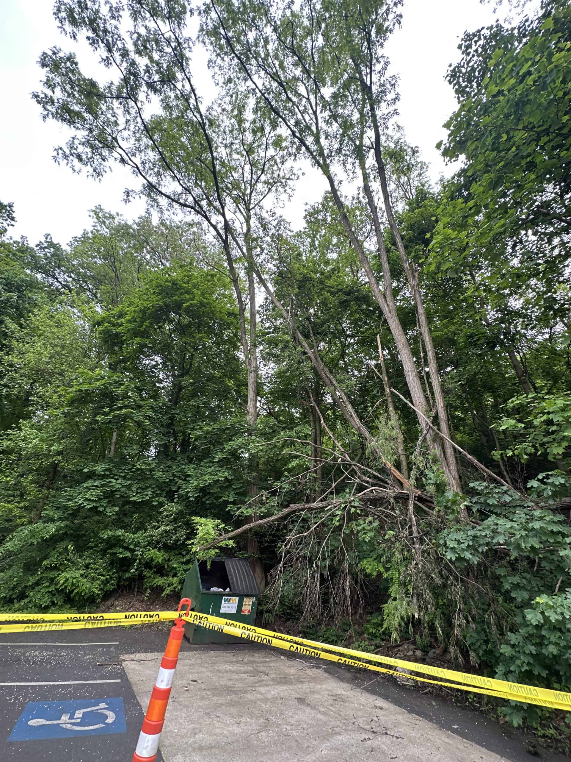 A dumpster is partially crushed by a fallen tree branch in a wooded area. Yellow caution tape surrounds the scene, and a traffic cone is placed nearby. Dense green foliage and tall trees are visible in the background.