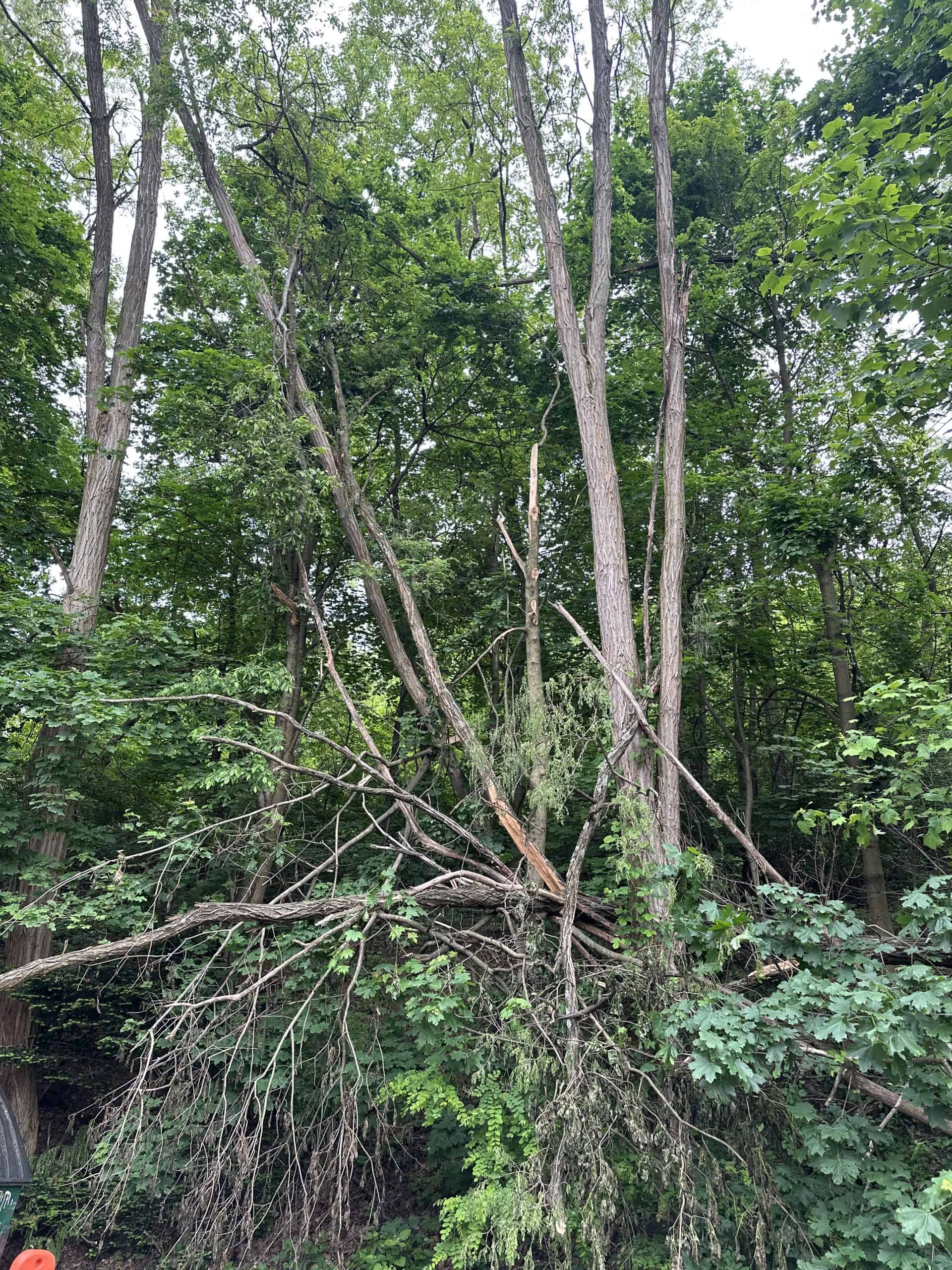 Tree with broken branches surrounded by dense greenery in a forested area. Some branches are hanging, while others are lying on the ground. The leaves are lush and the scene depicts a calm natural environment.