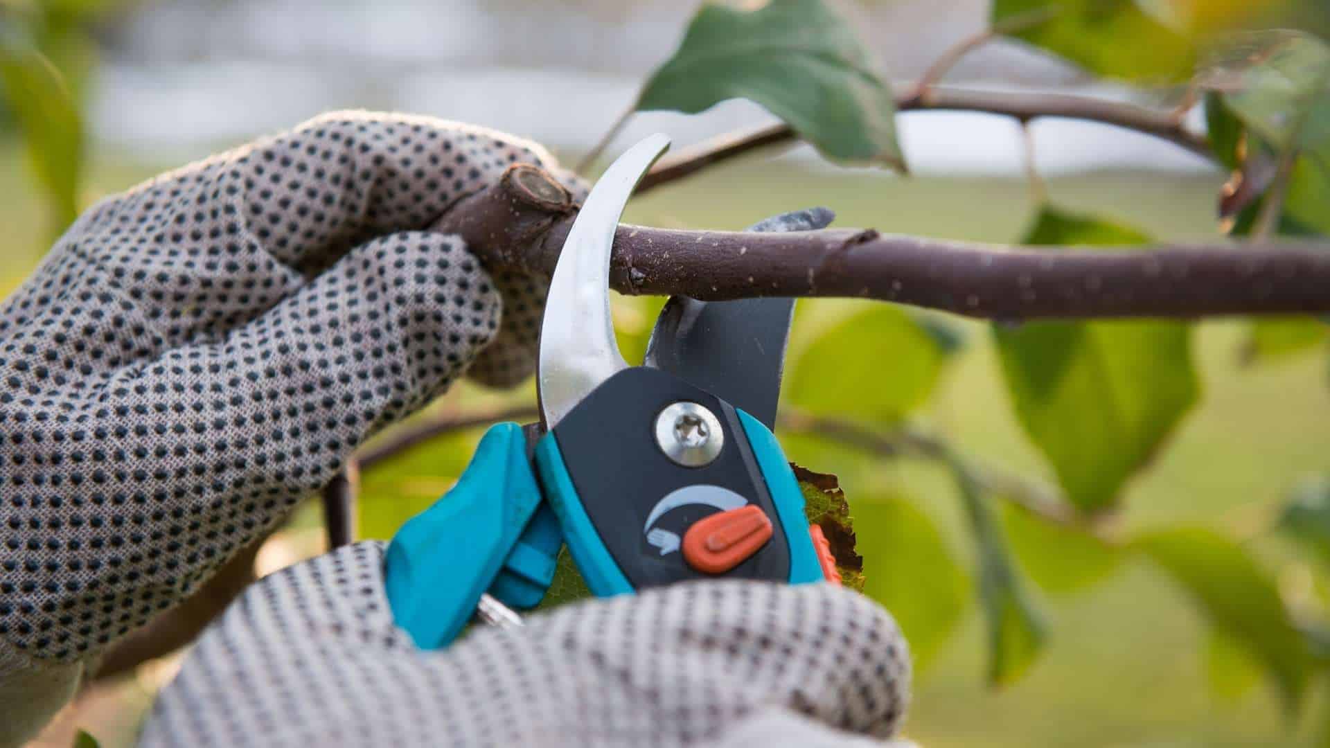 Close-up of gloved hands using pruning shears to cut a tree branch, expertly maintained by a tree company in Berks County, PA. The background is a blur of green leaves and grass, evoking the serene atmosphere of an outdoor garden setting.
