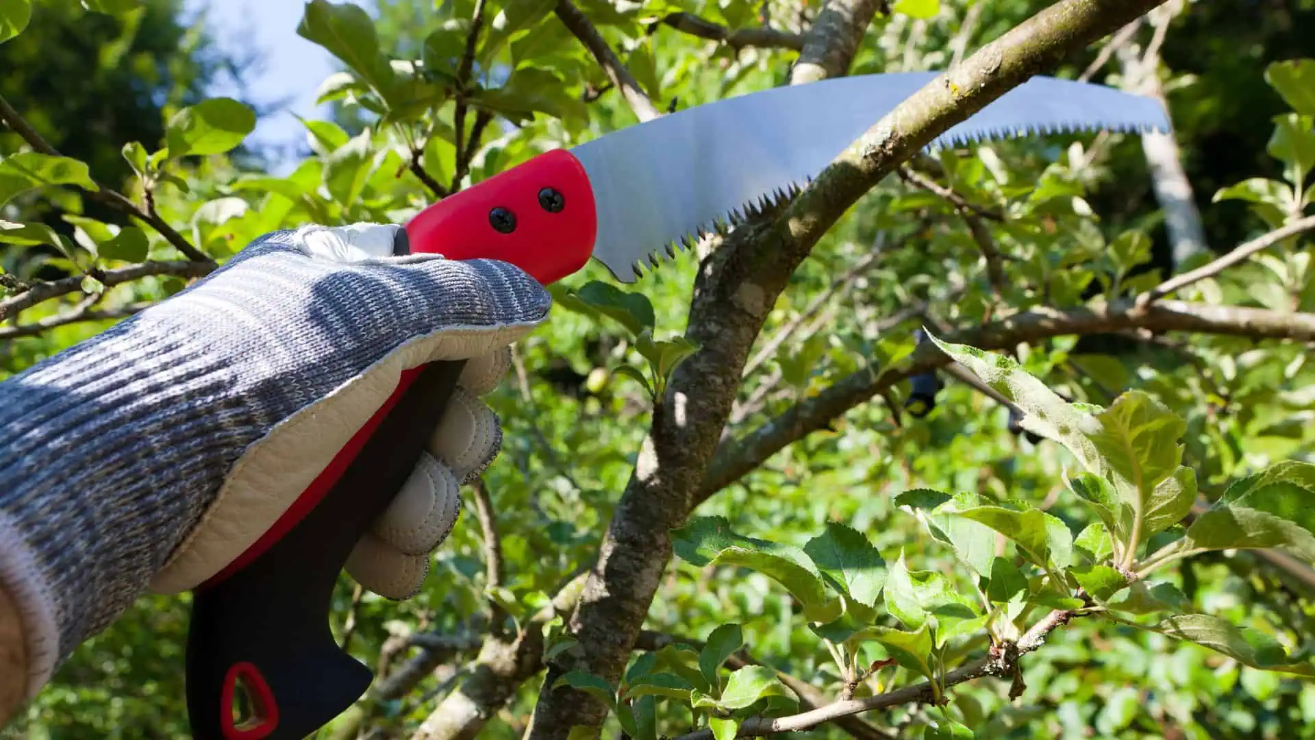 A person wearing gardening gloves holds a red and black pruning saw, expertly trimming branches from a lush, green tree. Sunlight filters through the leaves, illuminating the scene—a testament to quality tree care in Berks County PA.