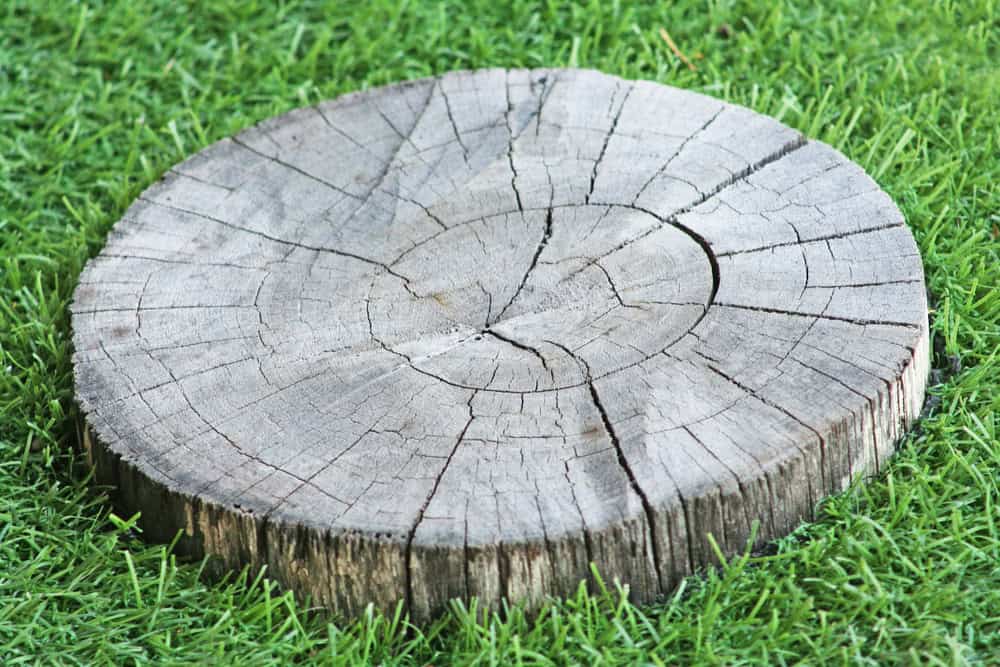 A cross-section of a tree stump with visible growth rings rests on lush green grass, showcasing the texture and natural patterns of the wood. It's a reminder of why Tree Company Berks County PA emphasizes professional care to preserve such natural beauty.