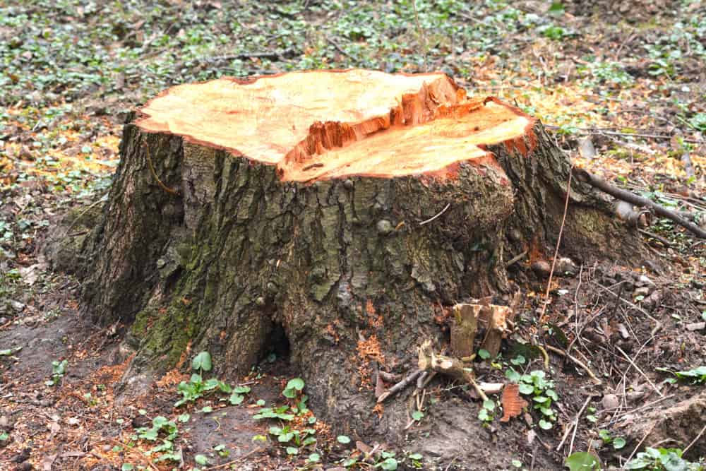In a forested area of Berks County, PA, a freshly cut tree stump stands surrounded by small green plants and scattered bits of sawdust. The bark is rough, and the smooth top reveals the tree's rings. The ground is uneven with grass and dirt, evidence of expert tree care in Berks County.