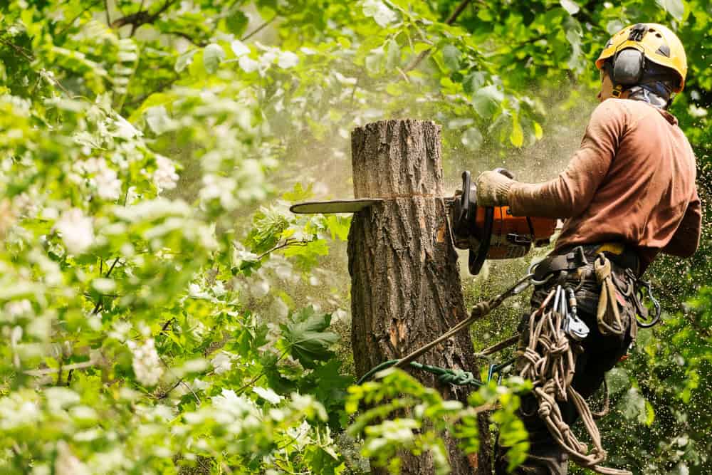 A tree worker from a tree company in Berks County, PA, wearing safety gear, uses a chainsaw to cut a tree trunk surrounded by green foliage. Sawdust fills the air as branches and leaves frame the scene.