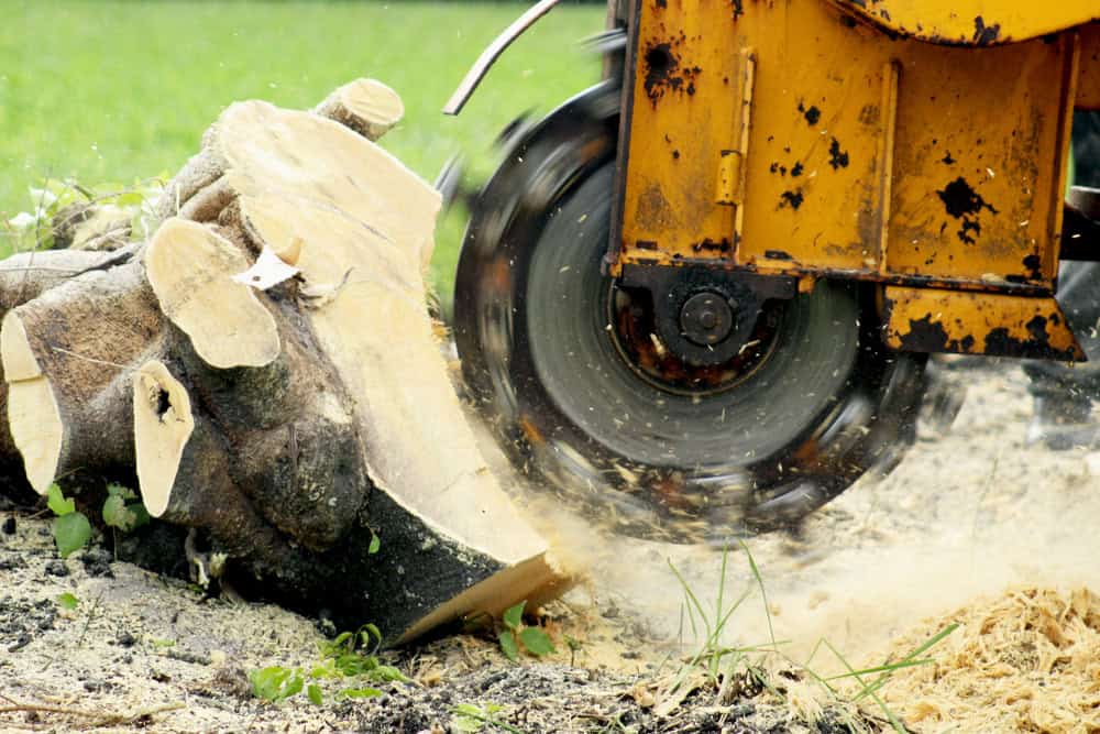 A yellow stump grinder from a tree removal service in Berks County, PA, is in action, cutting through a large tree stump. Sawdust flies as the rotating blade grinds the wood, with green grass visible in the background.