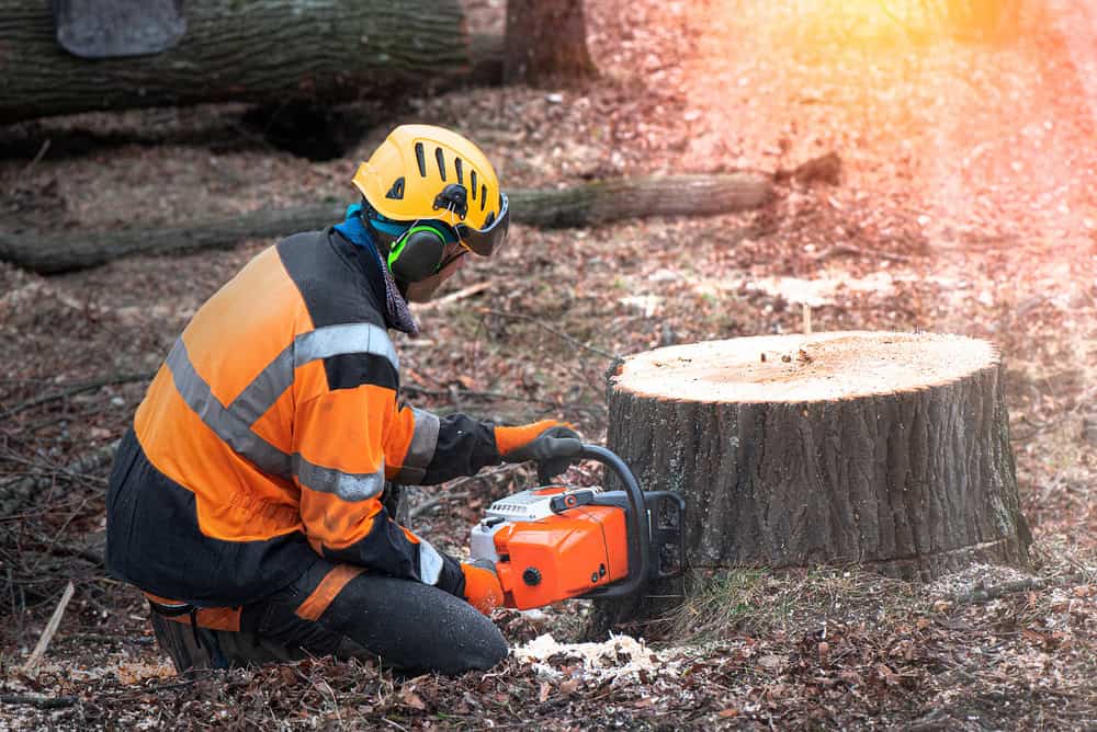 In Berks County, PA, a person in protective gear, including an orange jacket and helmet, skillfully uses a chainsaw to cut through a large tree stump in a wooded area. Sunlight filters through the trees, casting light on this diligent tree care scene.