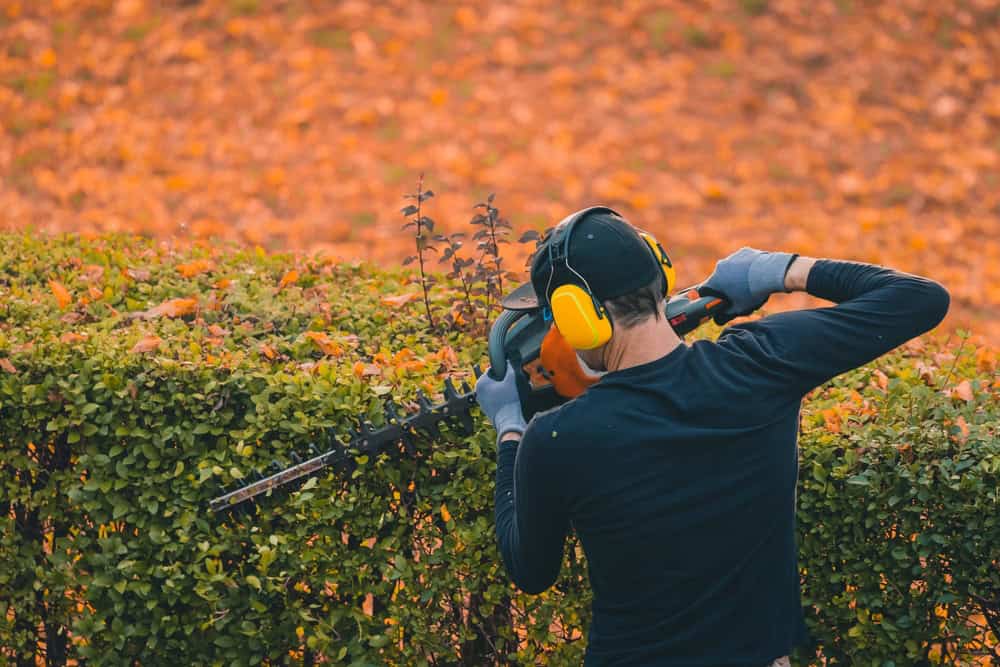 A person wearing a cap, gloves, and protective ear muffs is trimming a hedge with an electric hedge trimmer. The background features orange autumn leaves on the ground—a perfect scene reflecting the professionalism of Tree Services Berks County PA.