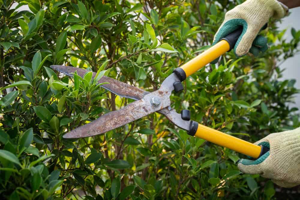 A person wearing yellow and green gardening gloves uses a pair of rusty, yellow-handled hedge shears to trim green bushes. The image focuses on the hands and tool as they expertly tend to the garden foliage, showcasing the meticulous care similar to tree services in Berks County PA.