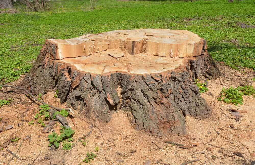 A freshly cut tree stump with a few wood shavings on the ground, surrounded by green grass. The stump's surface is smooth with visible growth rings and the bark is rough and textured.