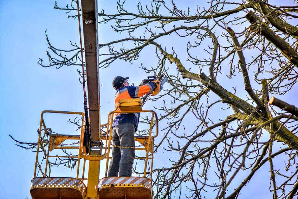 A worker in safety gear stands on a yellow cherry picker, using a chainsaw to trim branches from a tall tree against a clear blue sky.