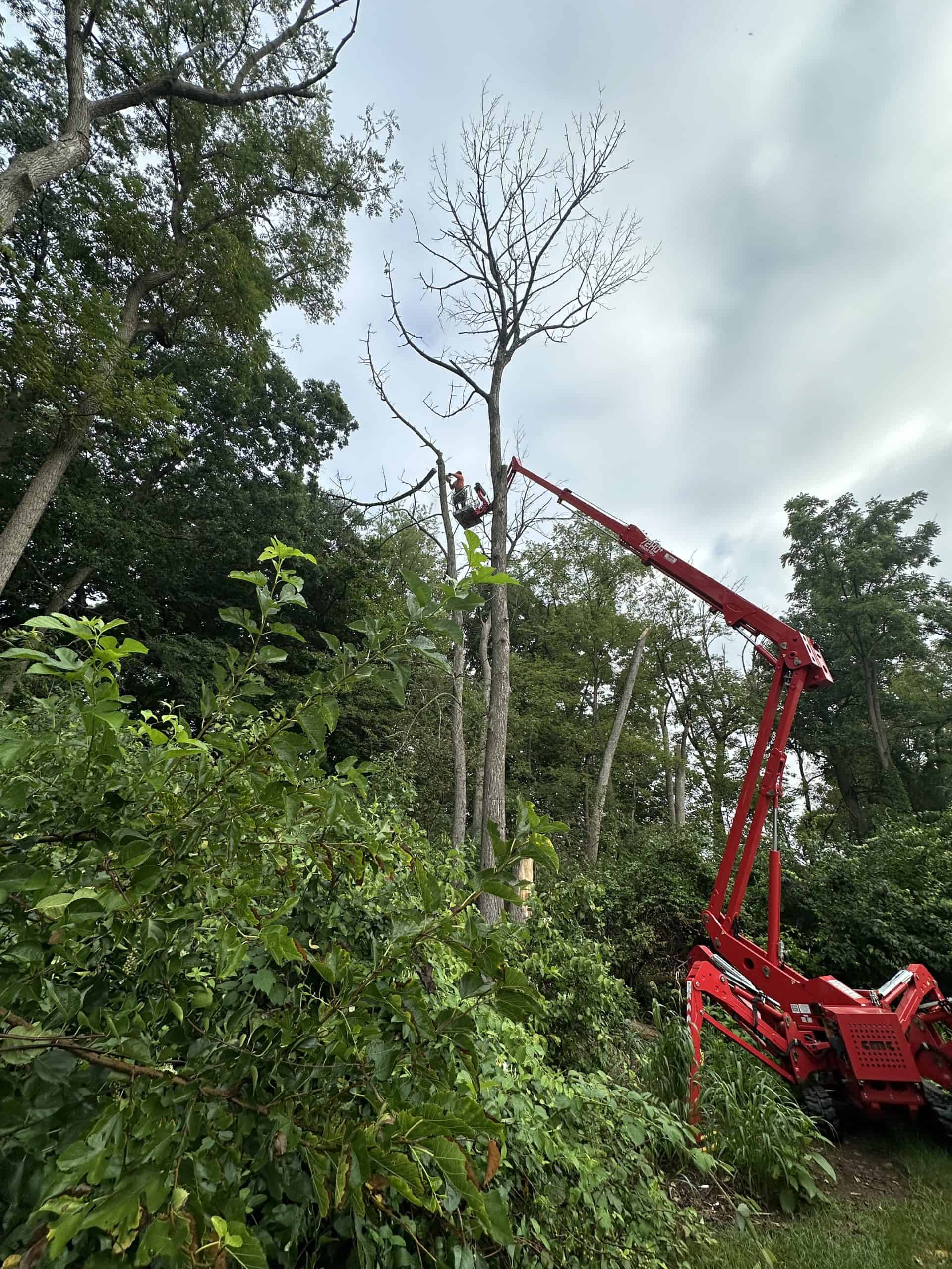 A person is using a cherry picker to work on a tall, leafless tree surrounded by green foliage. The sky is cloudy, and the red cherry picker is positioned on the right side among the greenery.