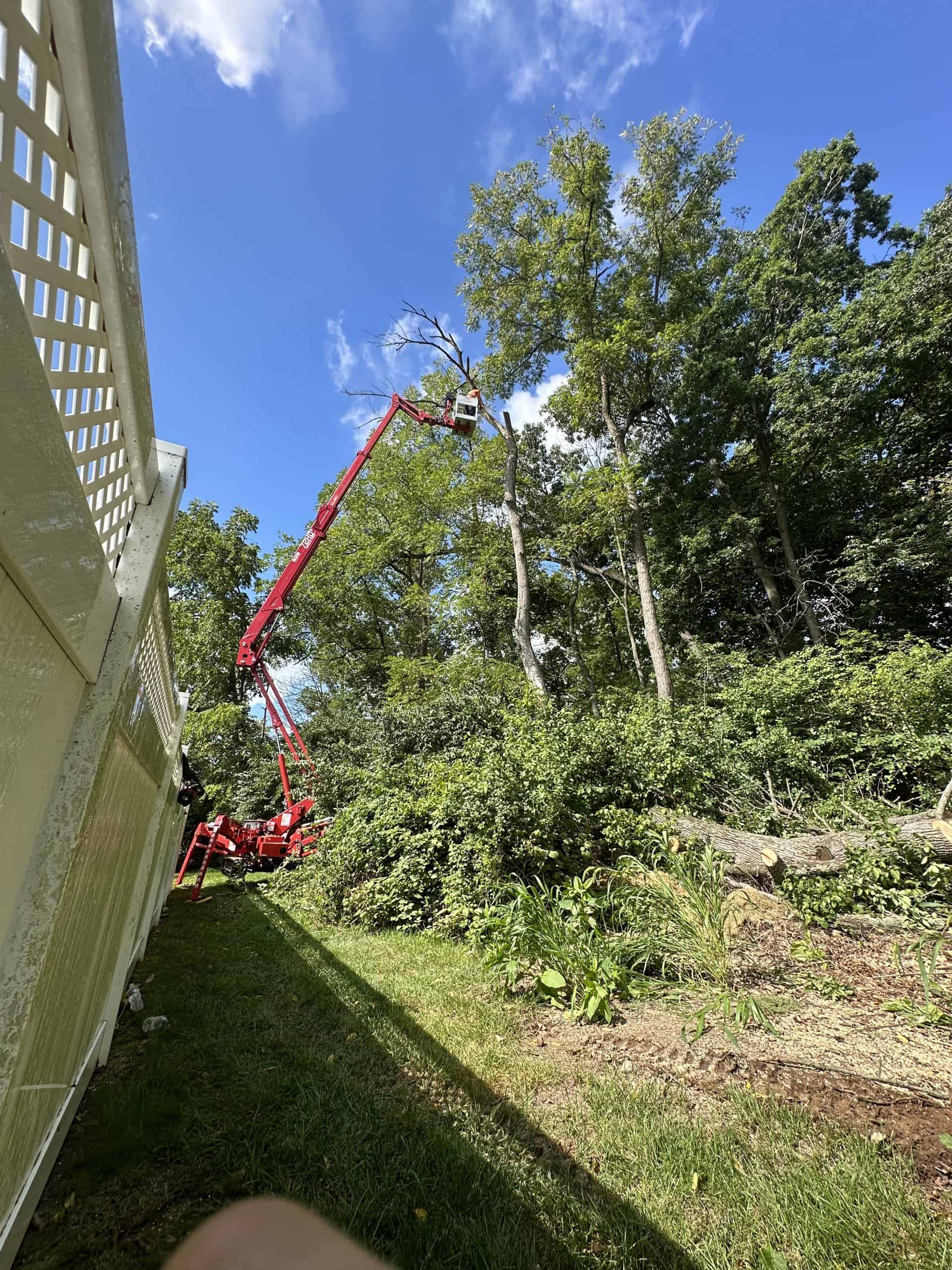 A tree company in Berks County uses a red cherry picker for tree trimming, cutting tall trees near a white fence under a blue sky.
