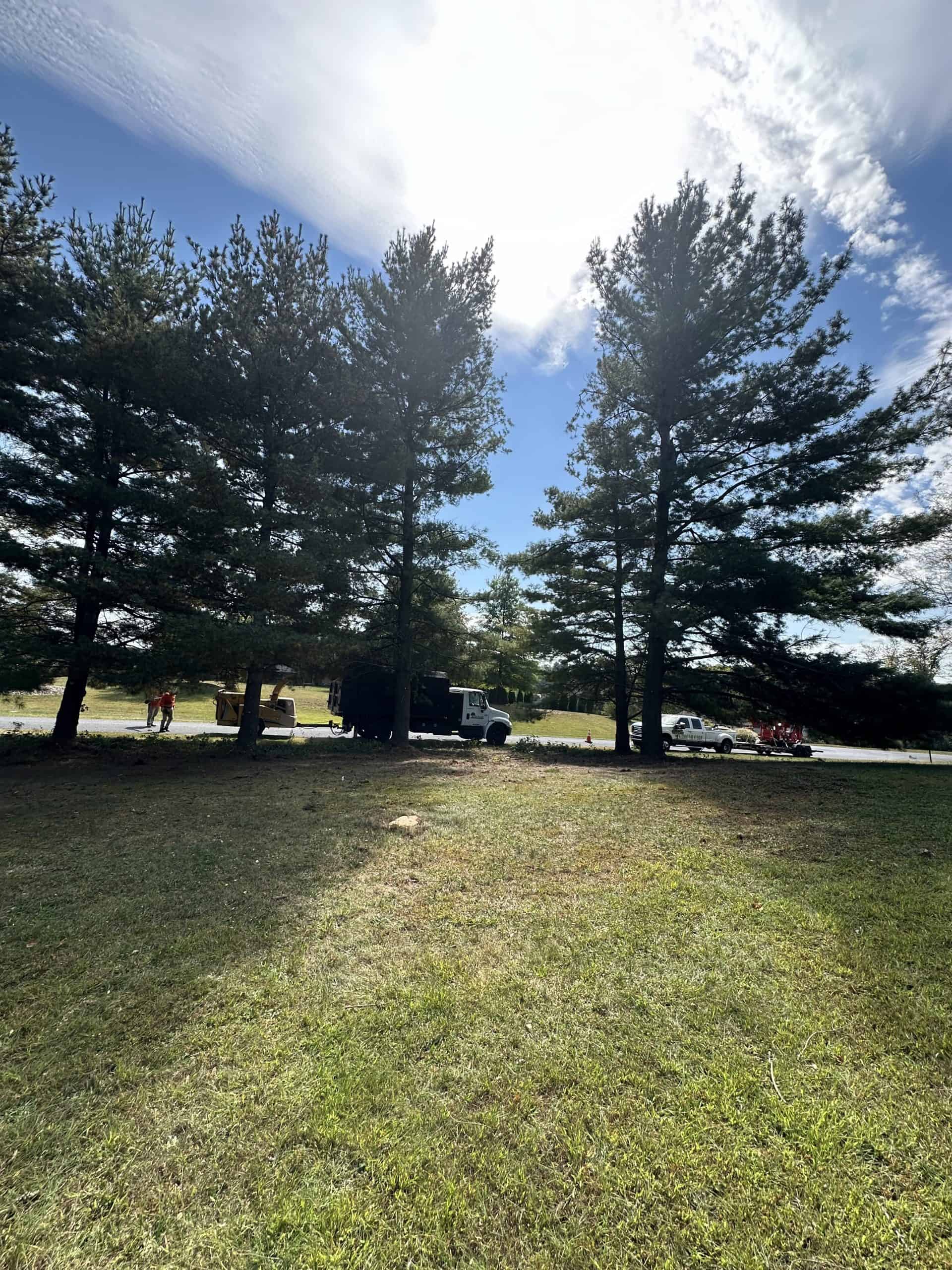 A grassy field with tall pine trees under a bright sky. A truck and several vehicles are parked near the trees. People are visible in the distance, walking near the vehicles. Shadows of the trees fall across the grass.
