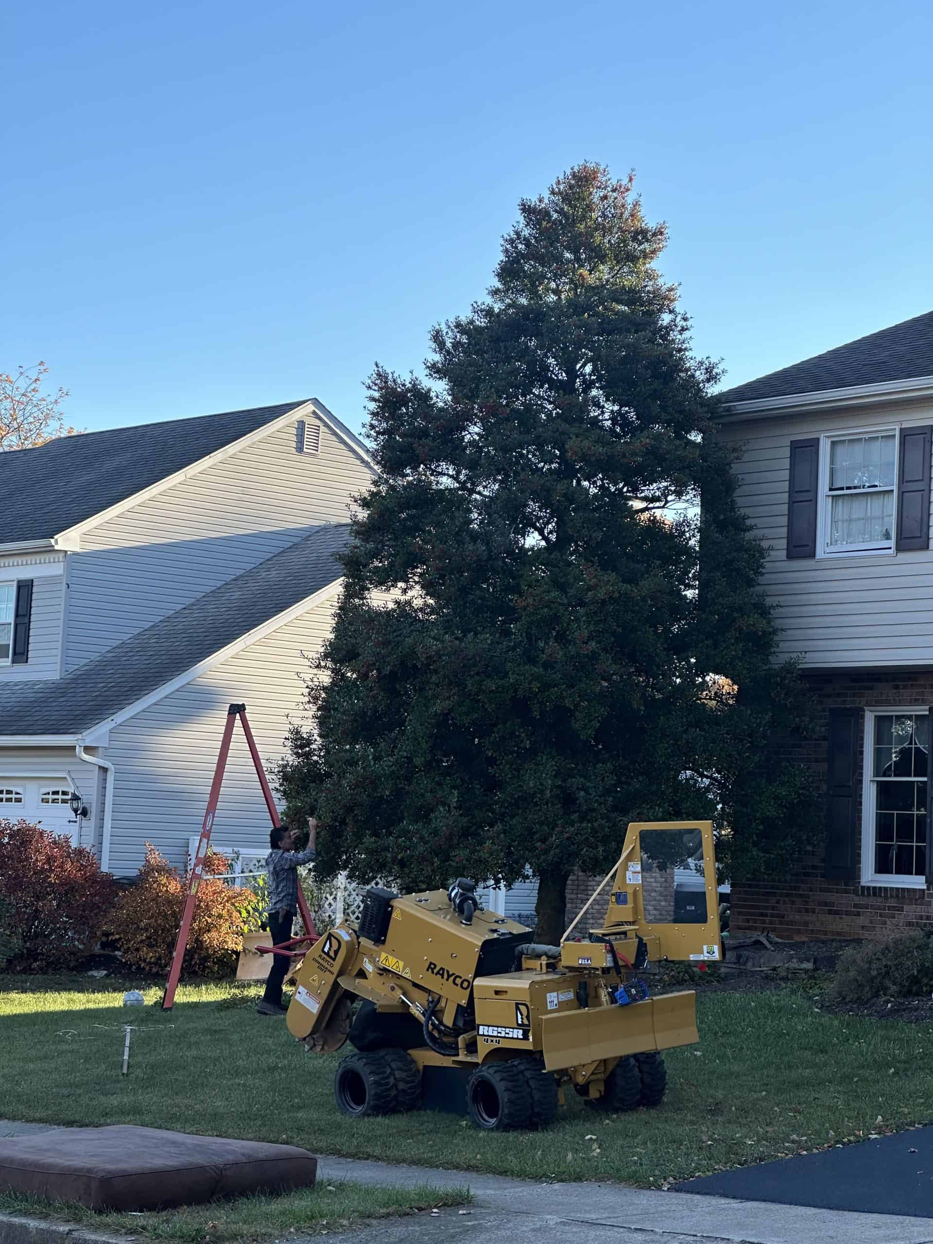 A person trims a large evergreen tree on a red ladder as a yellow pruning machine sits nearby. A tree company in Berks County at work.
